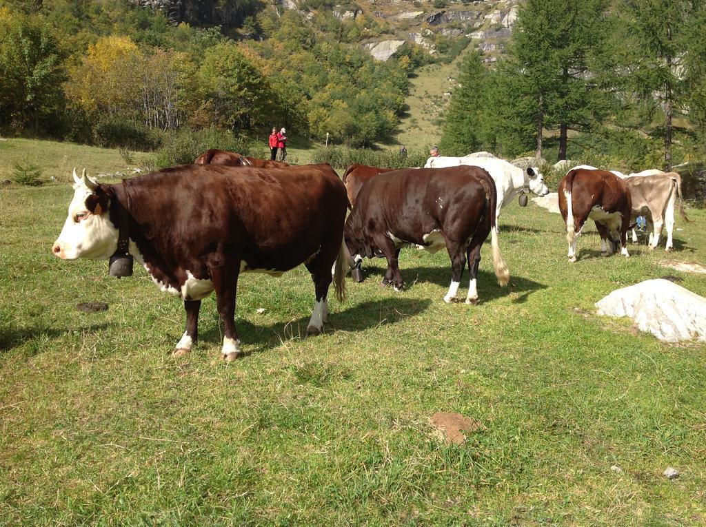 B&B Monte Giove Formazza Εξωτερικό φωτογραφία